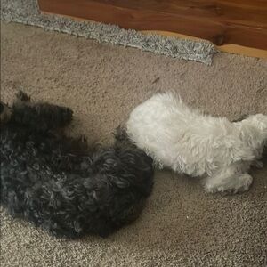 Lululemon leggings and crops and other great items